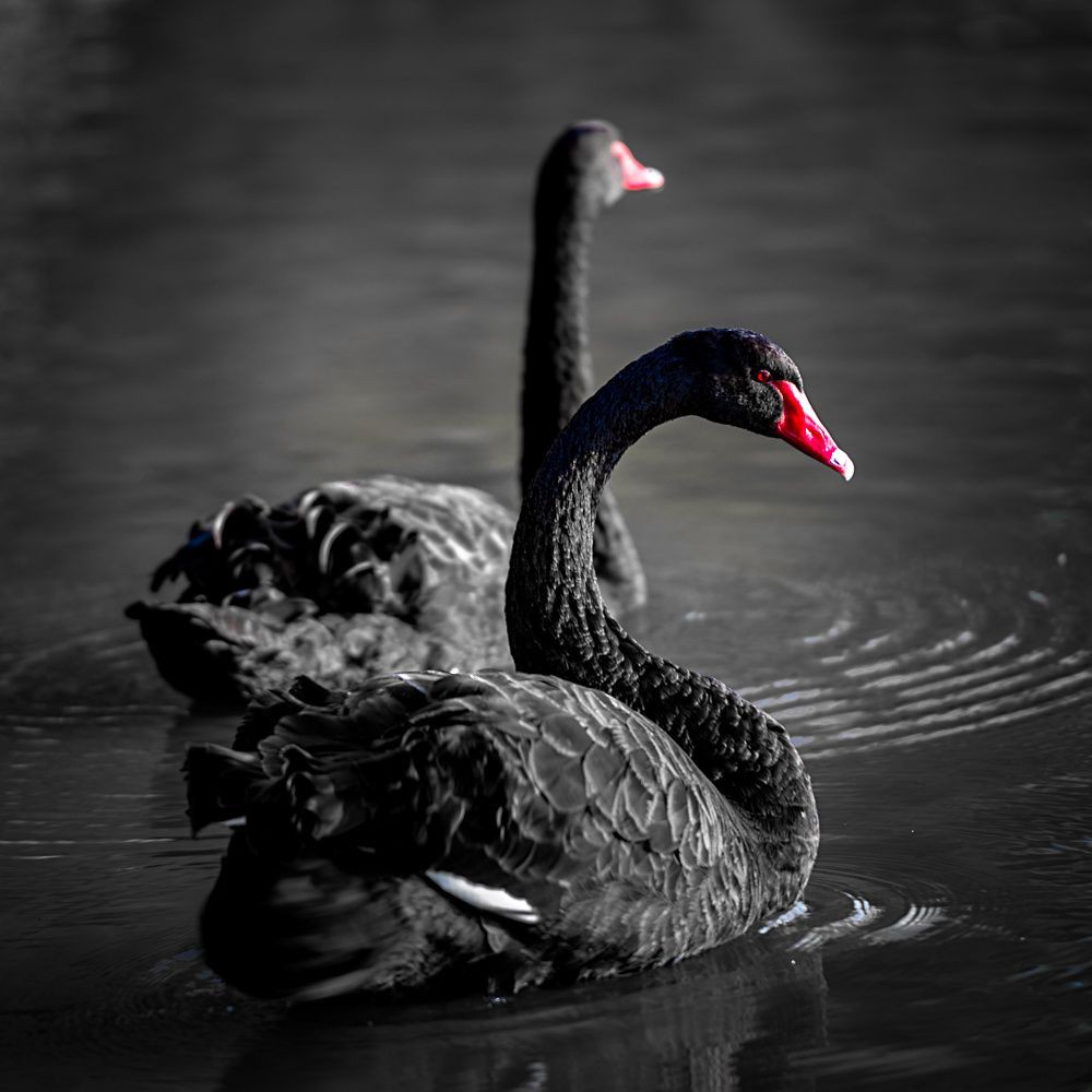 Is CoVid-19 Higher Education’s Next Black Swan? What Does History Suggest?